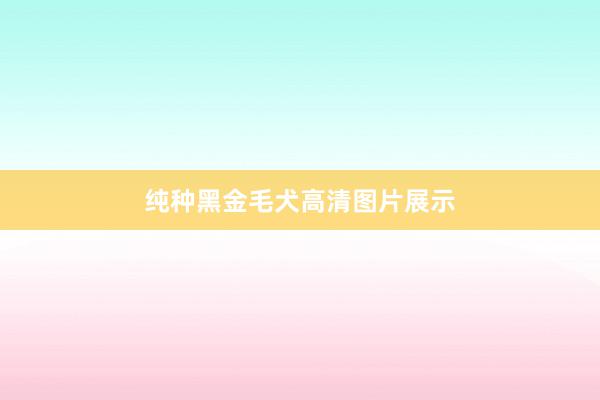 纯种黑金毛犬高清图片展示