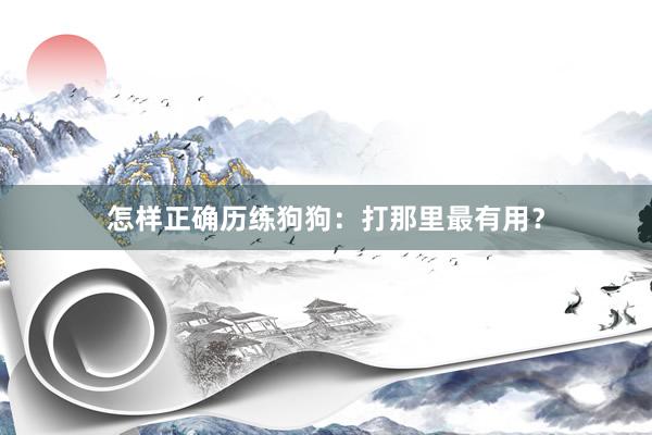 怎样正确历练狗狗：打那里最有用？