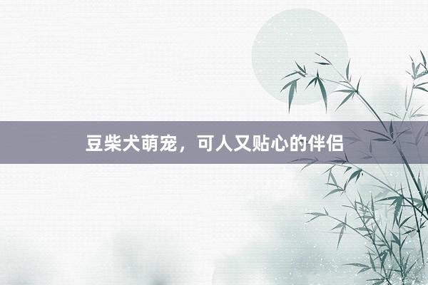 豆柴犬萌宠，可人又贴心的伴侣